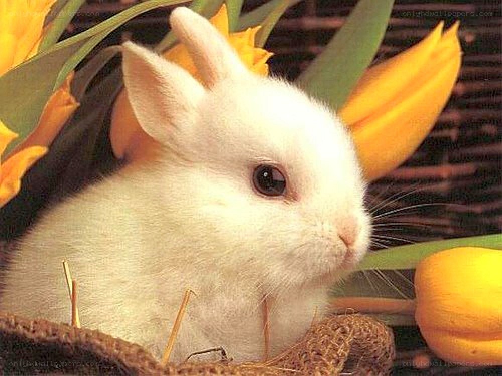 white rabbit with yellow flowers