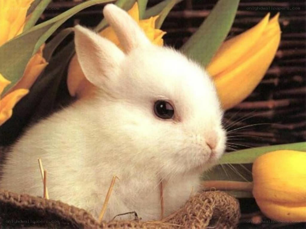 white rabbit with yellow tulips