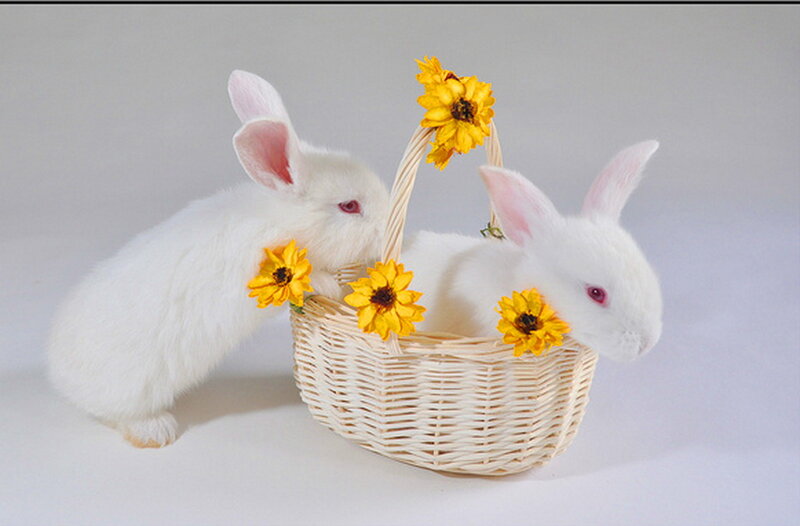 White Rabbits in Basket