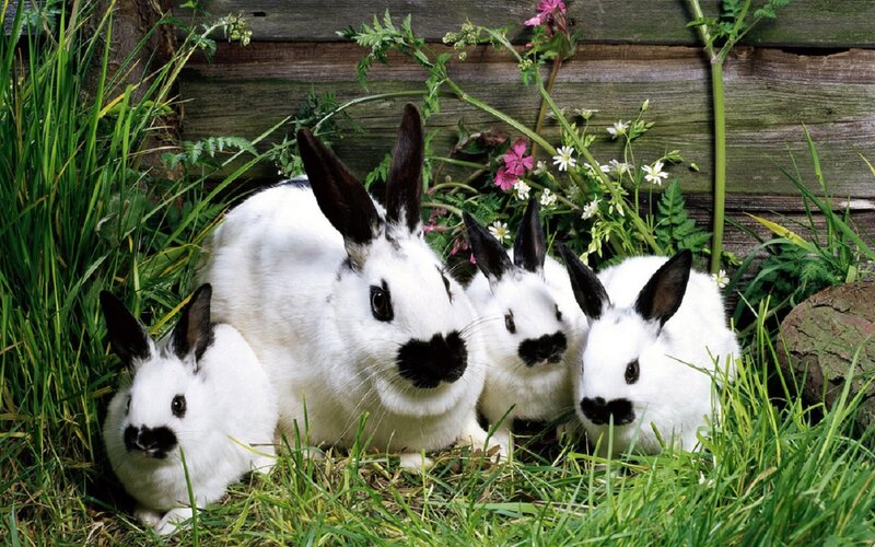 White Rabbits in Grass — Green, Peaceful