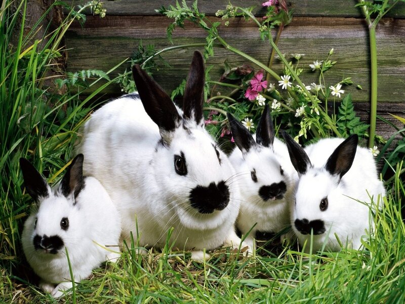 White Rabbits in Grass — Green