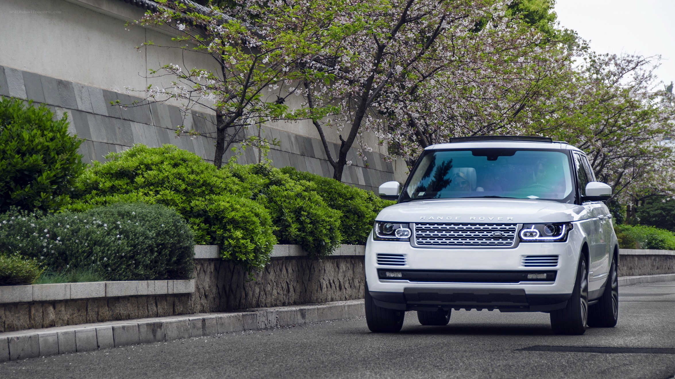 White Range Rover on a tree-lined street