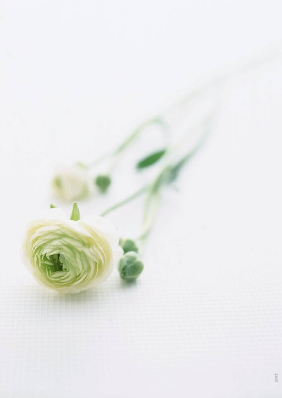 White ranunculus flower