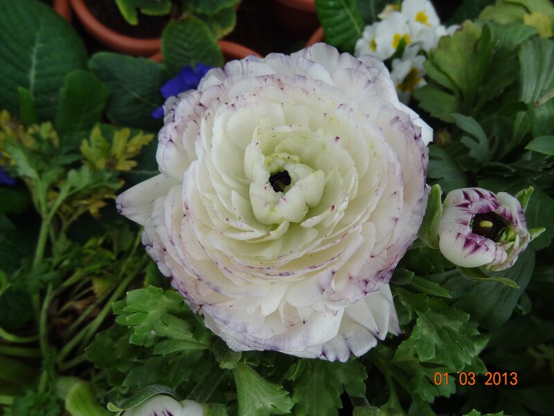 White ranunculus flower