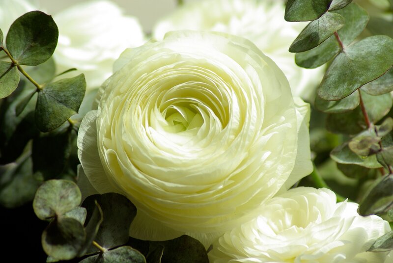 White ranunculus flower close-up