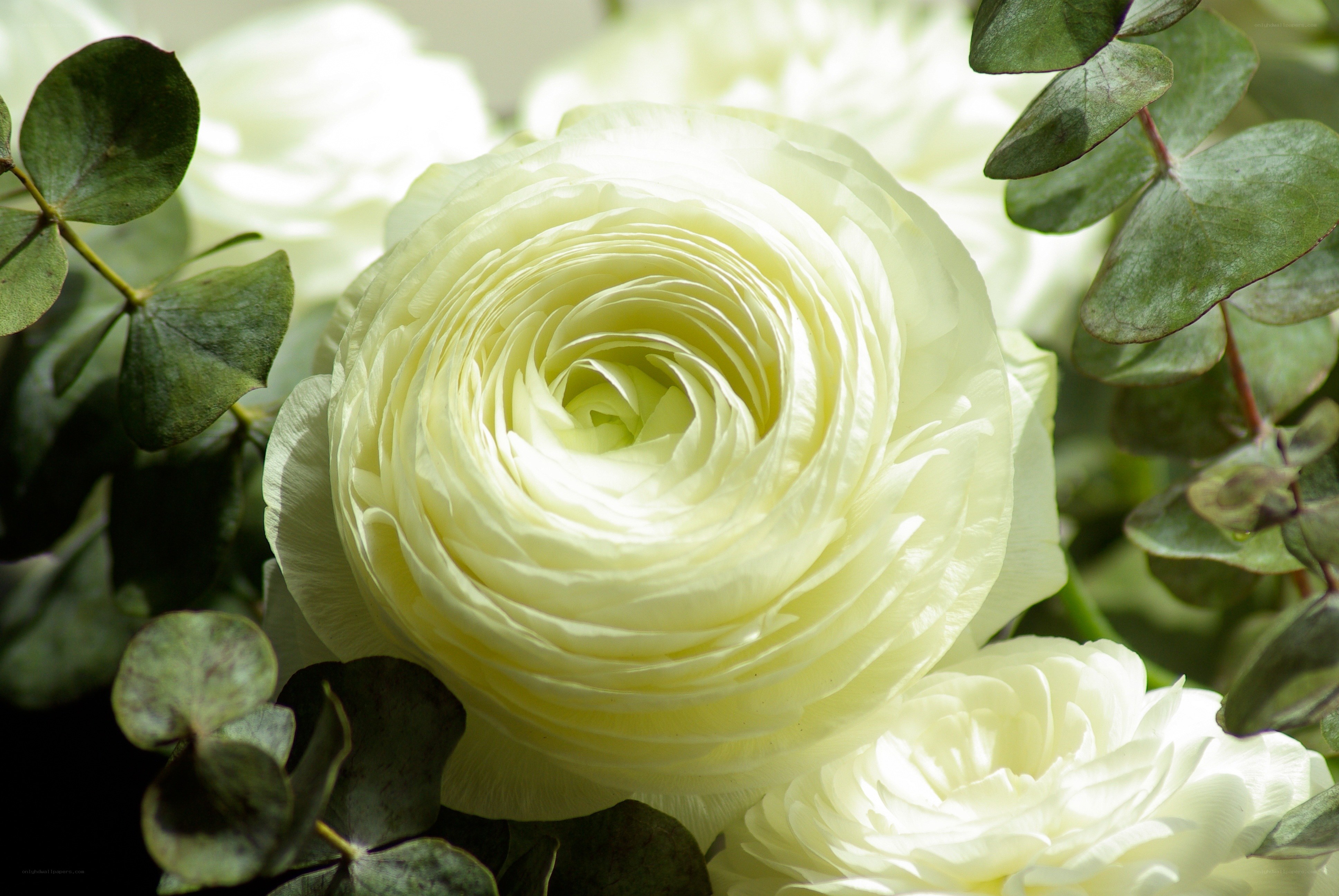White ranunculus flower close-up