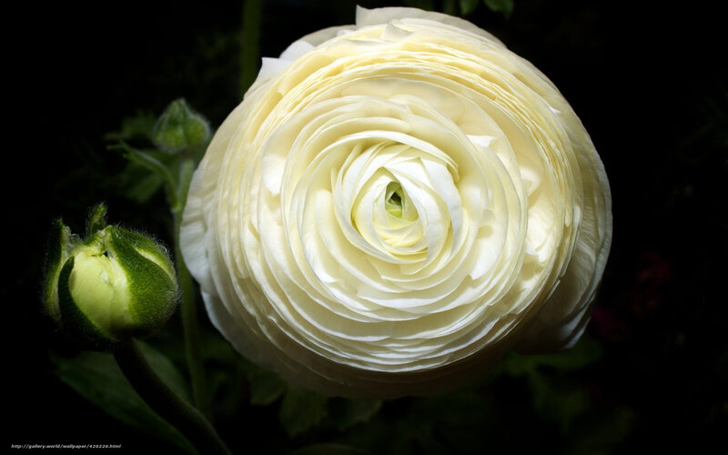 White Ranunculus Flower Close-Up