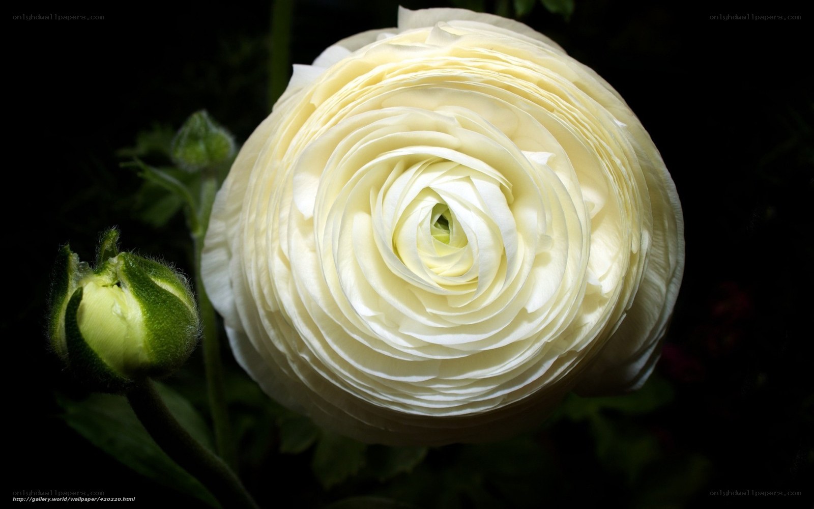 White Ranunculus Flower Close-Up