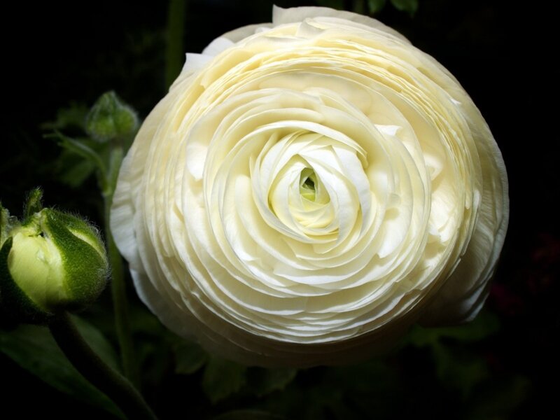 White Ranunculus Flower — Dramatic, Photograph
