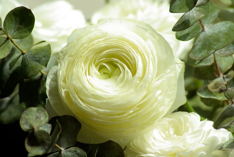 White Ranunculus Flower — Serene, Photograph, Eucalyptus Leaves