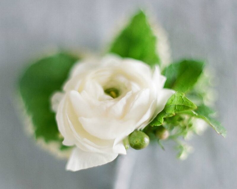 White Ranunculus Flower — Serene, Photograph, Green Leaves