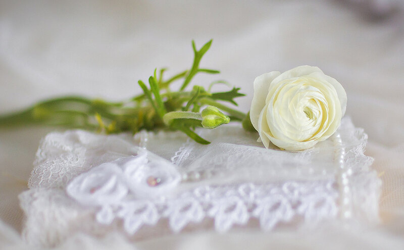White Ranunculus Flower — Serene, Photograph, Lace