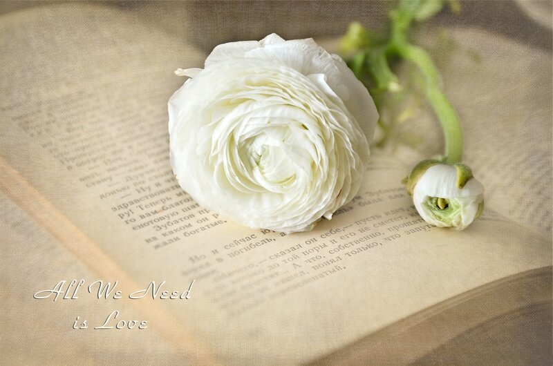 White Ranunculus Flower — Serene, Photograph