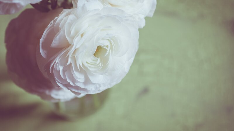 White Ranunculus Flower — Serene, Photograph, Vase