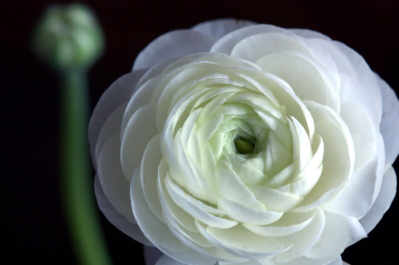 White Ranunculus Flower — Serene