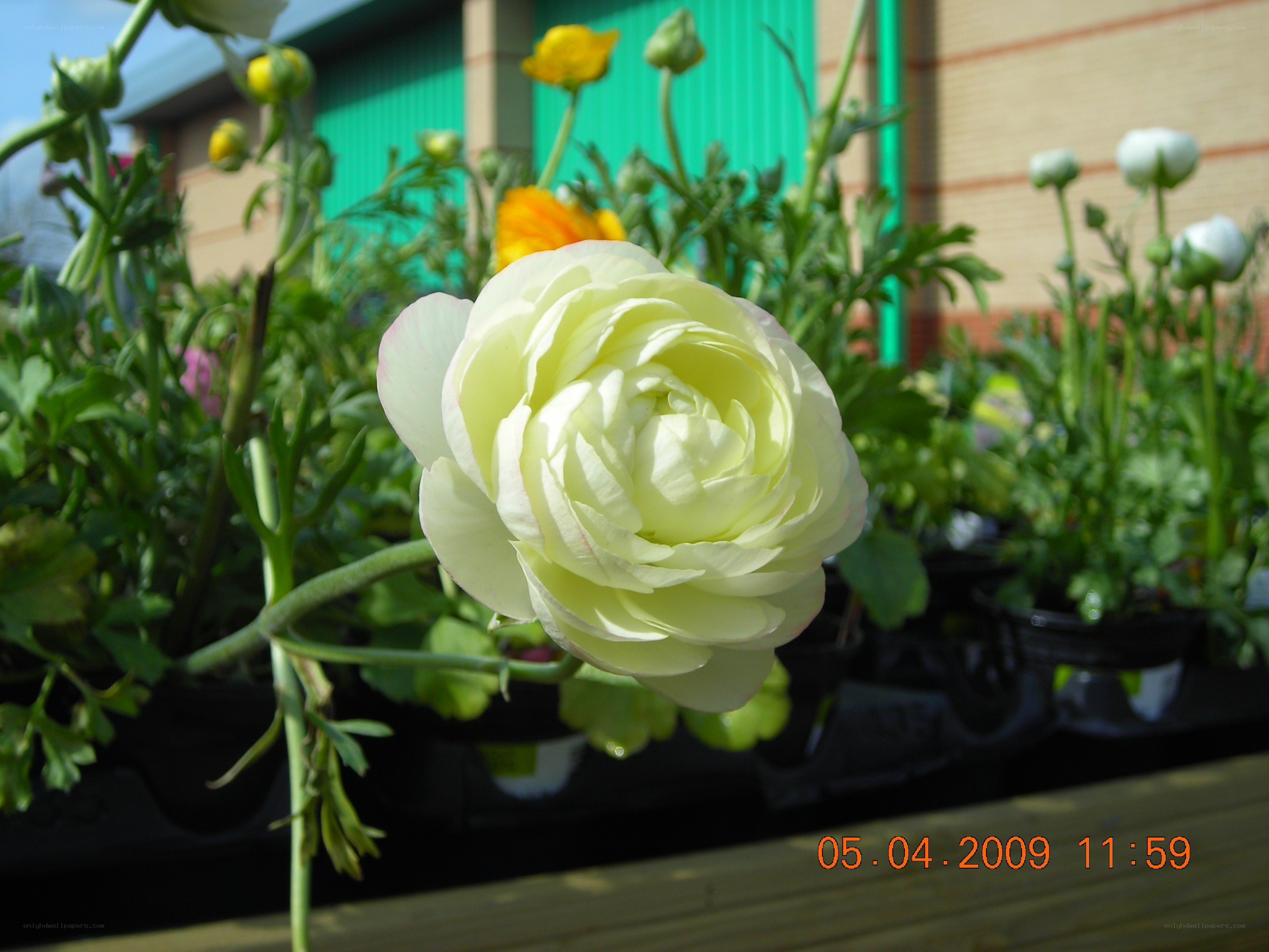 White ranunculus flower