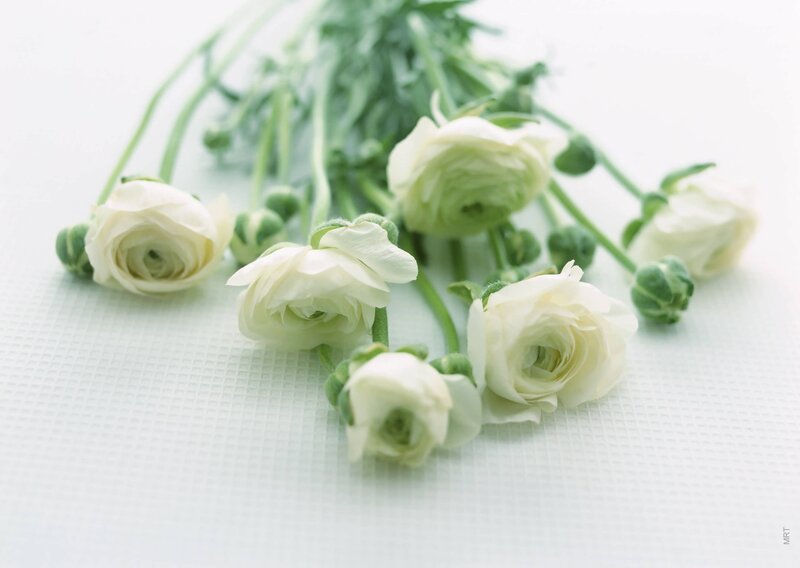 White ranunculus flowers