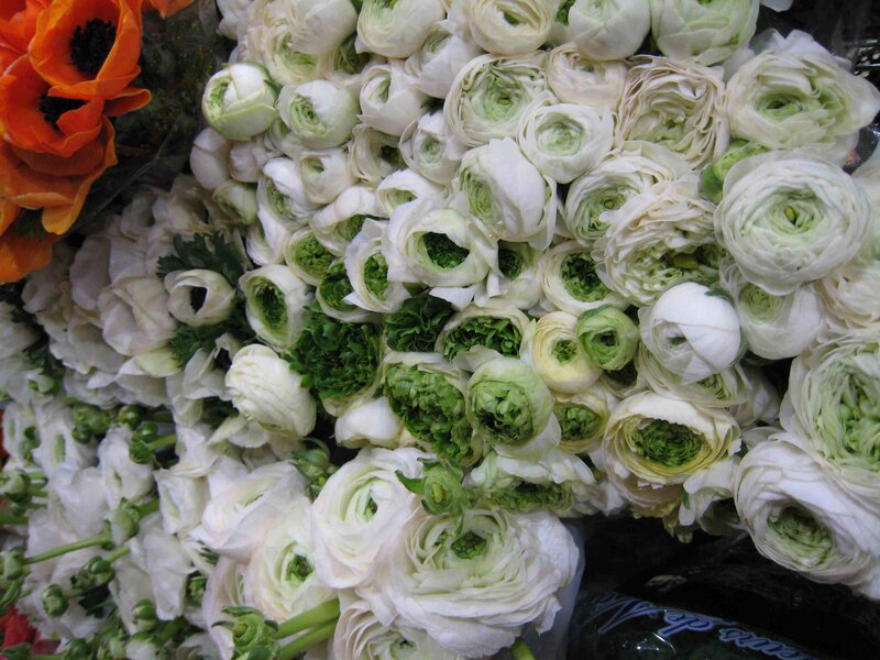 White Ranunculus Flowers — Calm, Photograph