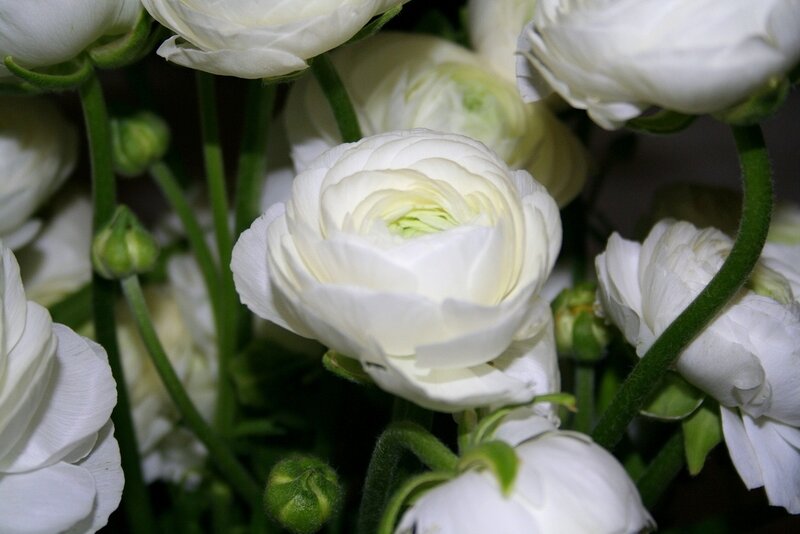 White Ranunculus Flowers — Calm