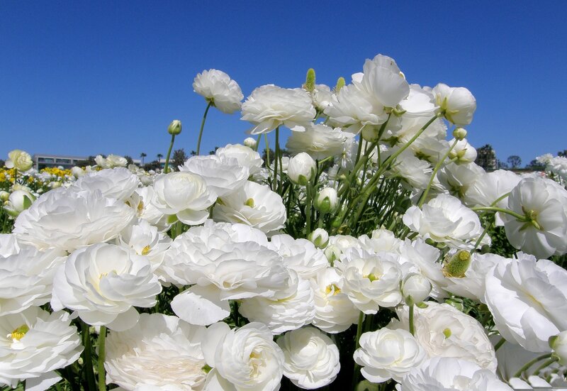 White Ranunculus Flowers — Serene, Afternoon