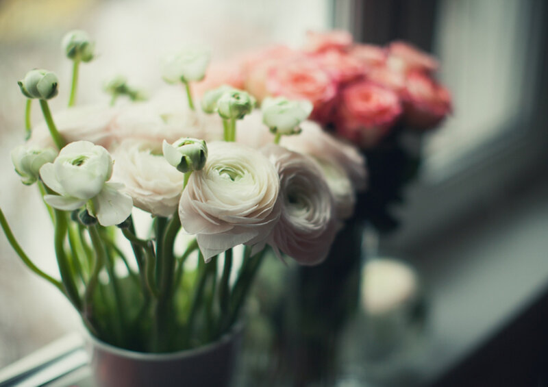 White Ranunculus Flowers — Serene, Morning, Photograph, Bouquet