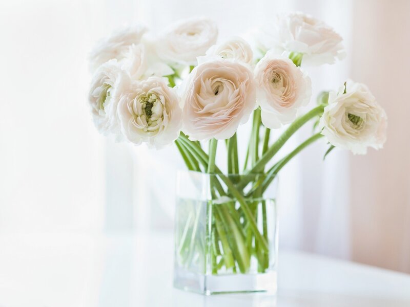 White Ranunculus Flowers — Serene, Morning, Photograph
