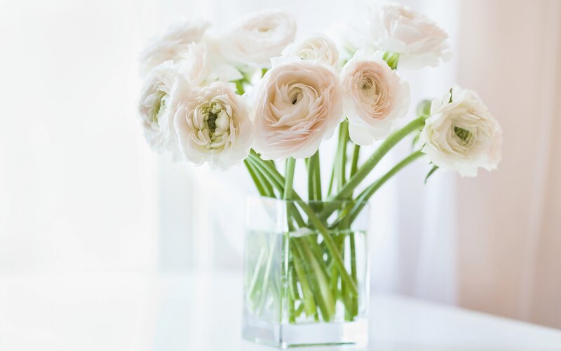 White Ranunculus Flowers — Serene, Morning