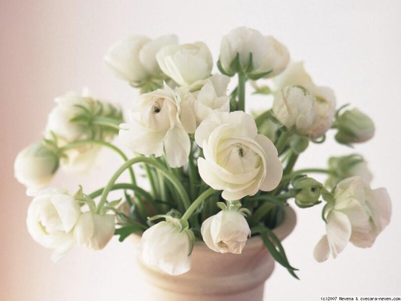 White Ranunculus Flowers — Serene