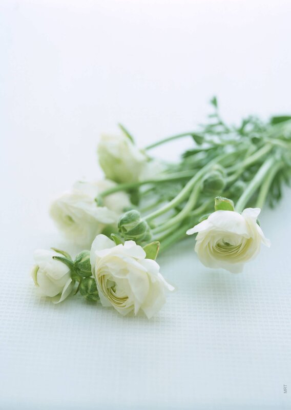 White ranunculus flowers