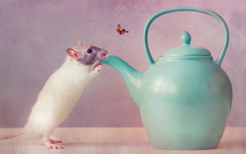 White Rat Drinking Tea