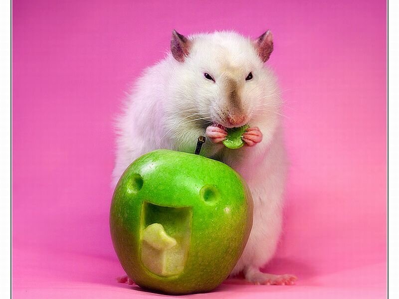White Rat Eating Apple