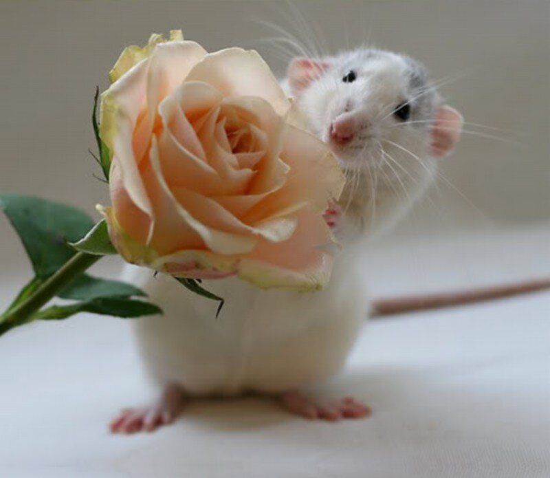 White Rat Holding Rose