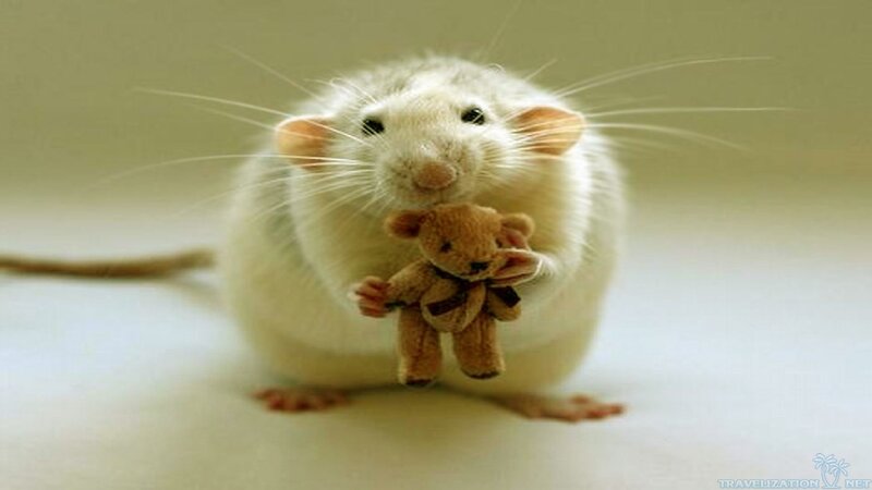 White Rat Holding Teddy Bear