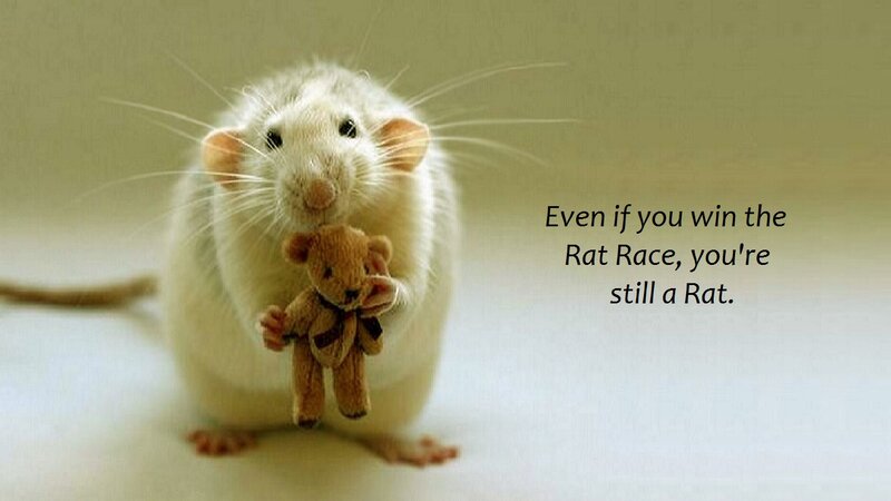 White Rat Holding Toy