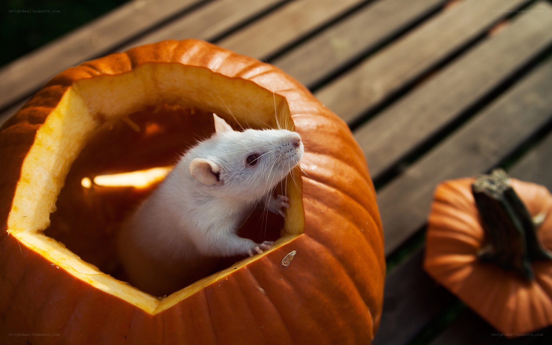 White rat in a pumpkin