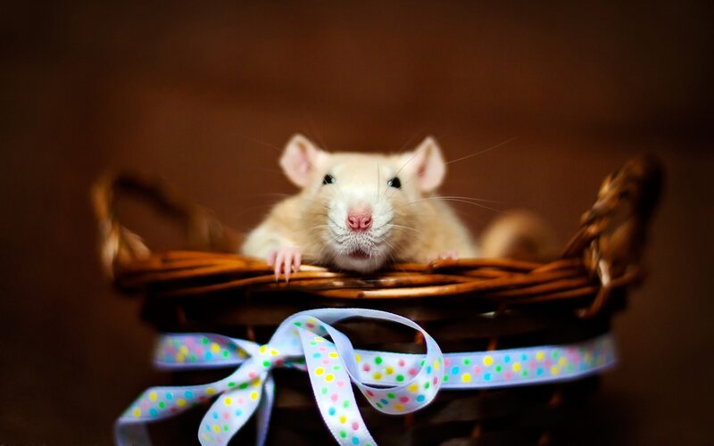 White Rat in Basket