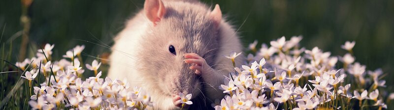 White Rat in Flowers