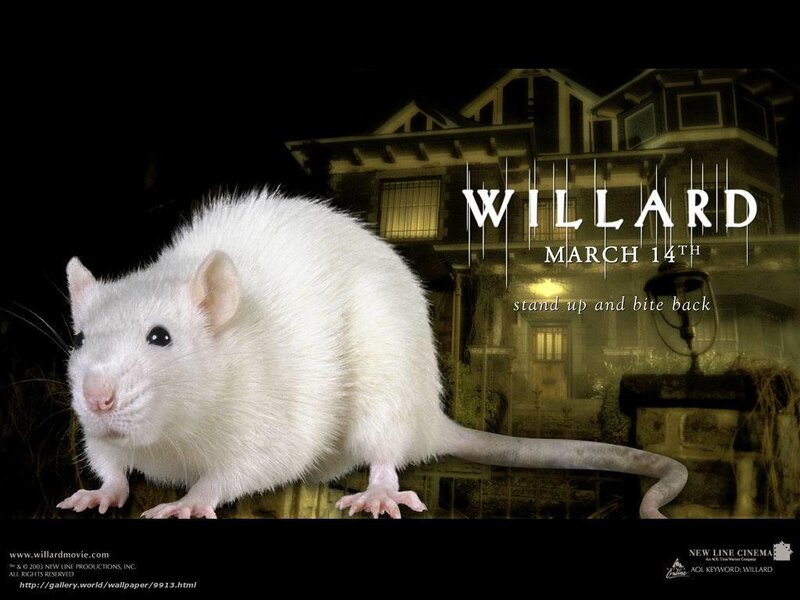 White Rat in Front of House