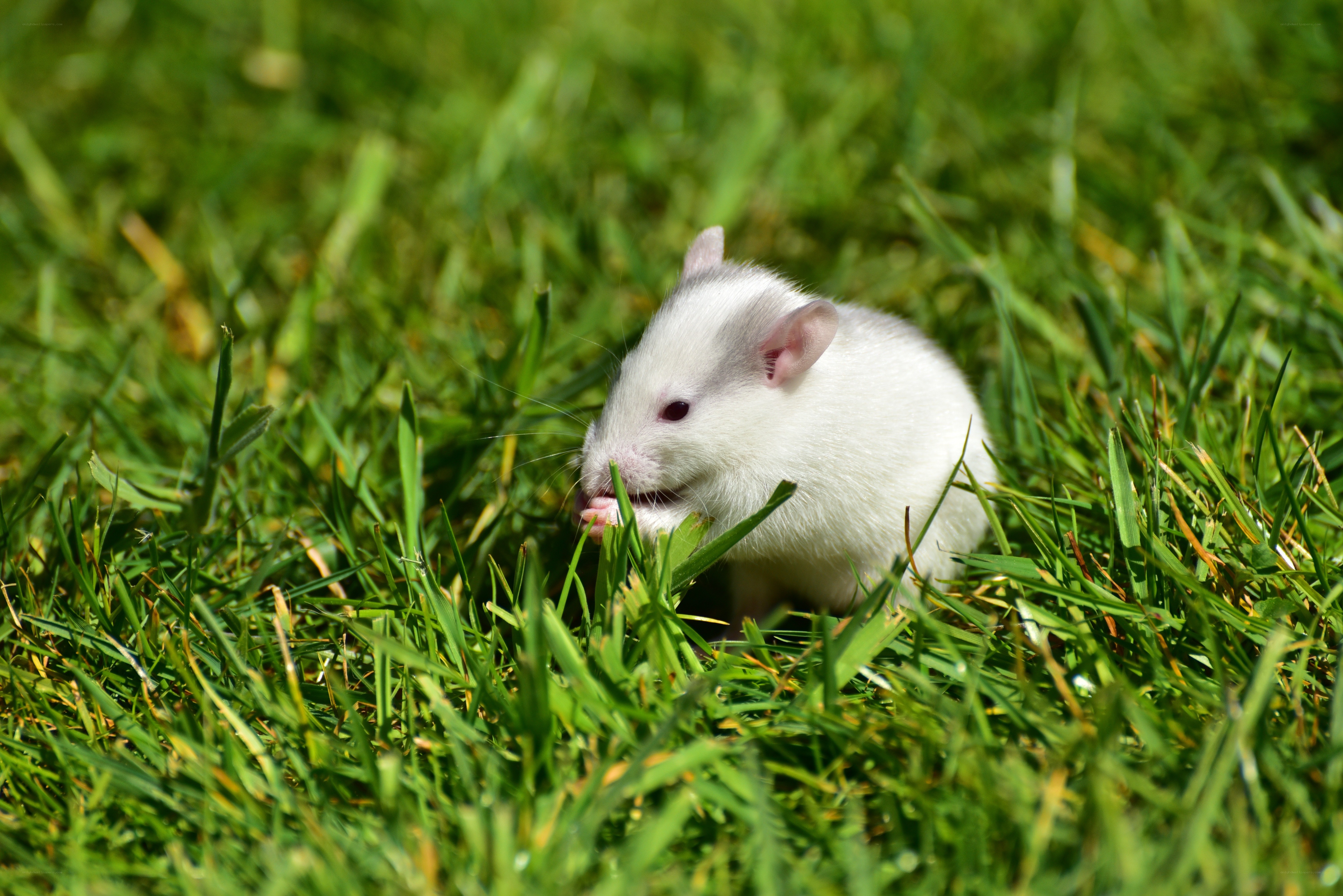 white rat in green grass