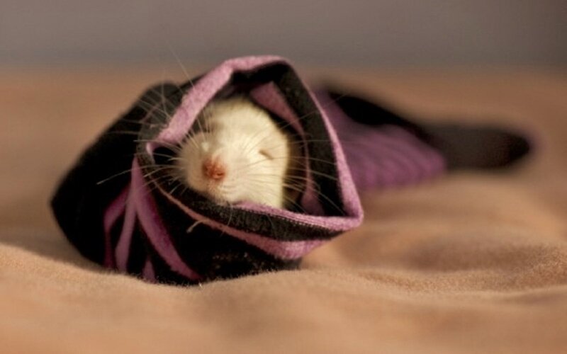 White Rat in Sock