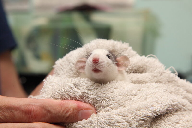 White Rat in Towel