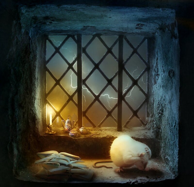 White Rat in Window