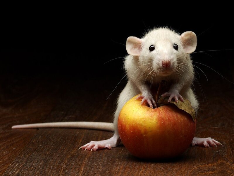 White Rat on Apple