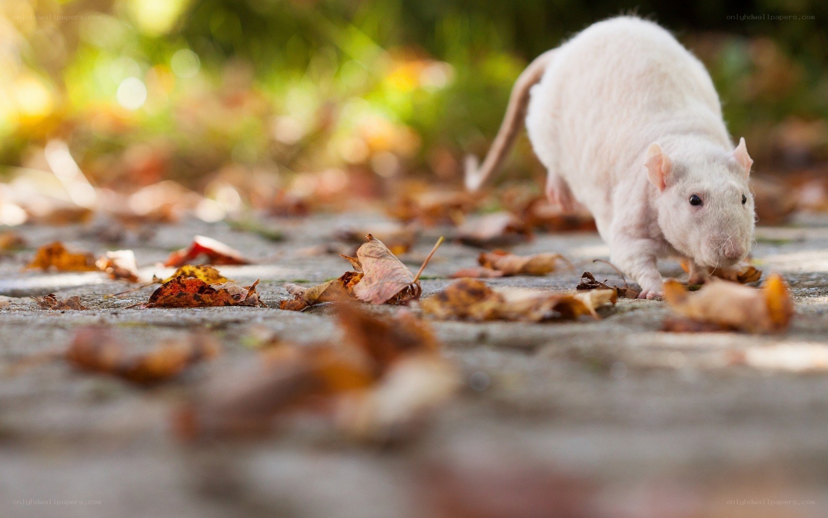 white rat on autumn leaves