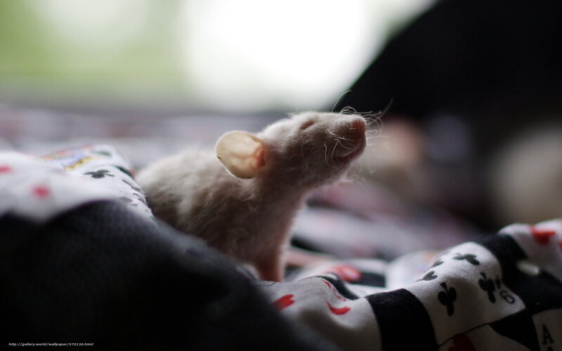 White Rat on Blanket