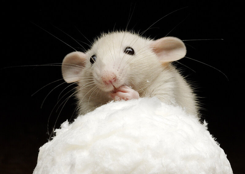 white rat on cotton