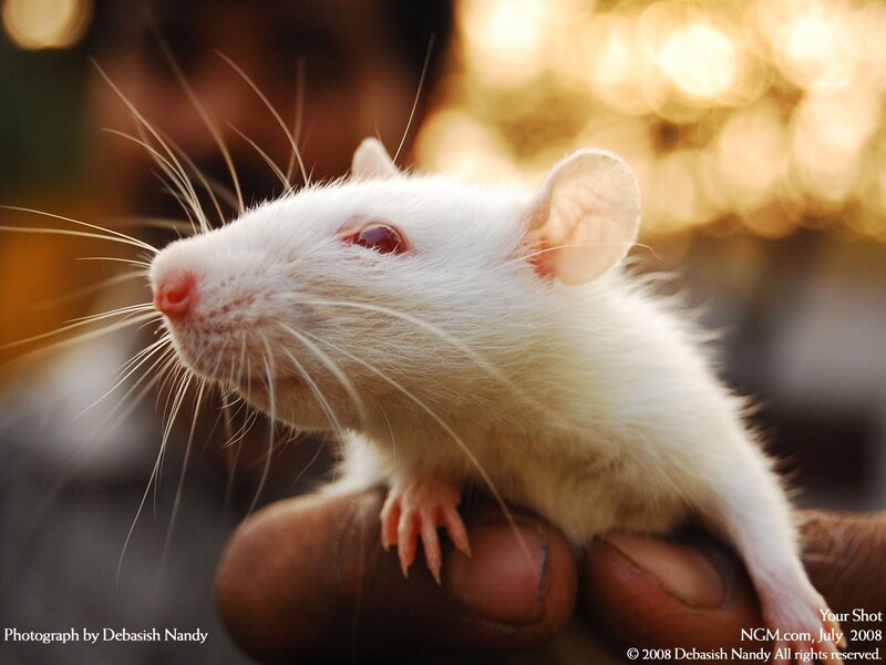 white rat on hand
