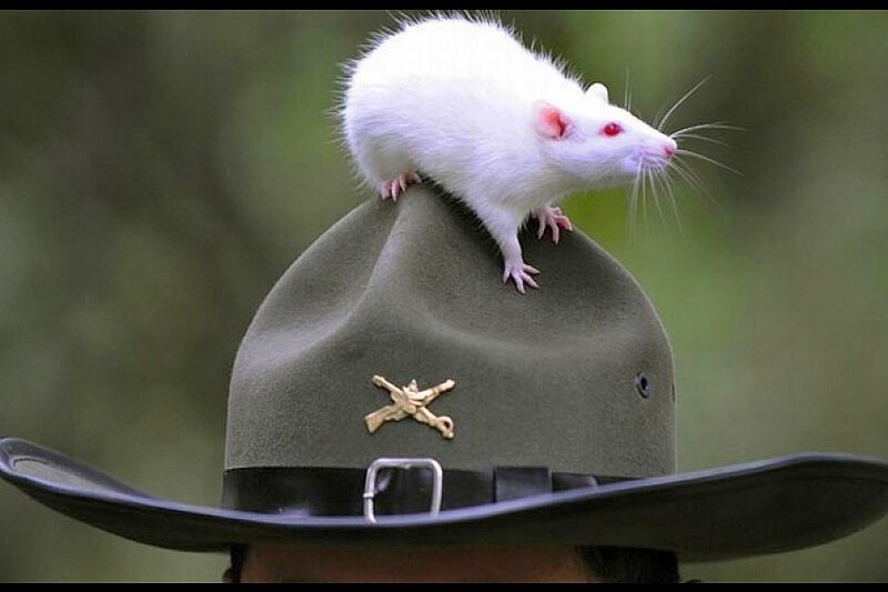 white rat on military hat