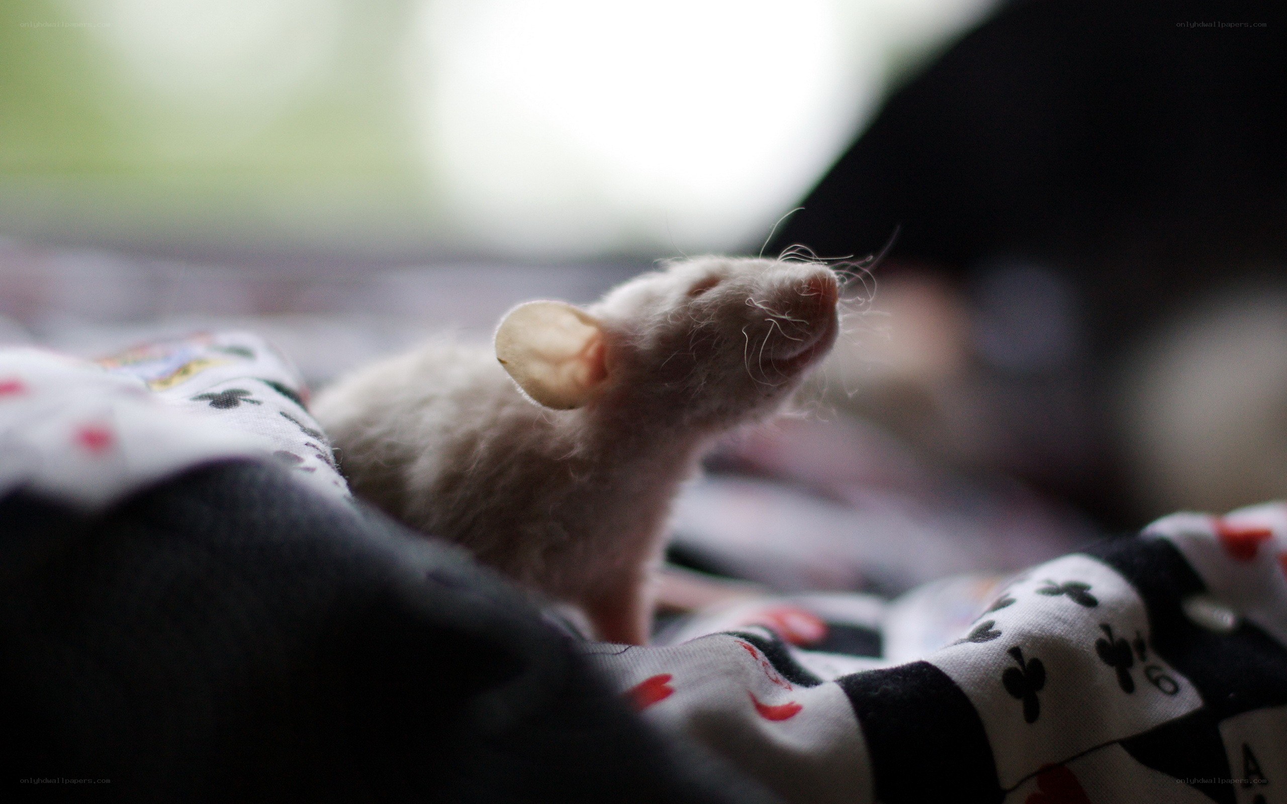 white rat on patterned fabric