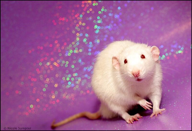 White Rat on Purple
